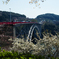 西海橋～桜-3