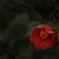 椿