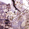 花見の前の静けさ