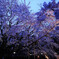 しだれ桜　ライトアップ