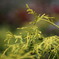 植え込みから