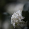 白い沈丁花