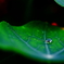 雫