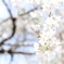 枝垂れ桜