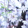 枝垂れ桜