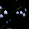 白い寂しそうな・・・・・
