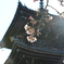 春光