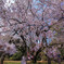 枝垂れ桜