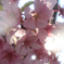 桜華