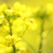 Yellow spring