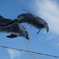 fly high