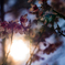 太陽と桜