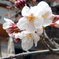 春待ちわびて咲く桜