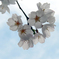 青空の下に咲く桜の花