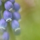 Pale blue purple