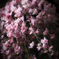 Cherry blossoms in the Rain.