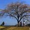 桜花下の春休み