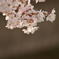 桜１