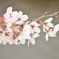 桜２