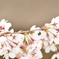 桜３