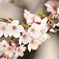 桜４