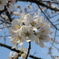 桜（満開のちょっと前）