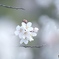 白桜