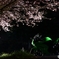 夜桜×忍者