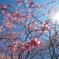 桜シャワー