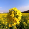 菜の花畑
