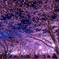 夜桜