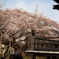 江戸彼岸の枝垂れ桜