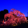 1000歳の春　～日本三大桜 三春滝桜～