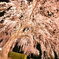 桜花火