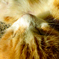 猫の額