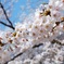 満開桜