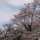 春の洪水