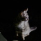 photo545911