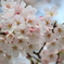桜で試し撮り