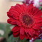 Gerbera