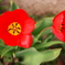 なんの花か教えてくれませんか？＾＾；