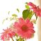 gerbera