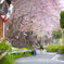 桜のある散歩道