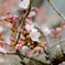 大きな桜の木の下で
