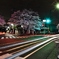 桜が見守る