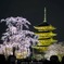 東寺 春のライトアップ