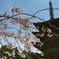 醍醐寺の桜01