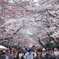 醍醐寺の桜06