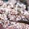醍醐寺の桜08