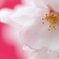 桜色